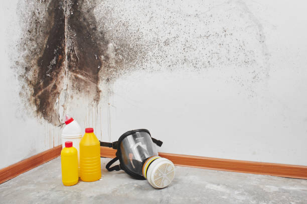 Best Residential Mold Remediation in Haltom City, TX