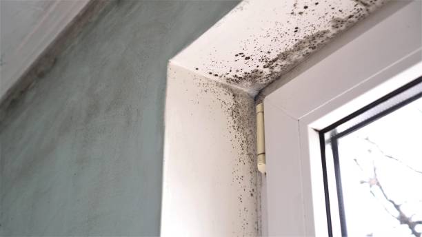 Reliable Haltom City, TX Mold Remediation Solutions