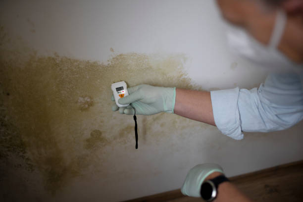 Best Mold Testing and Inspection Services in Haltom City, TX