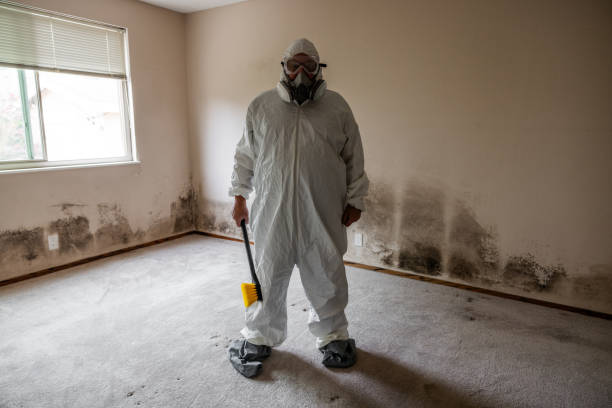 Best DIY Mold Remediation Support Services in Haltom City, TX
